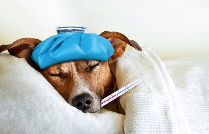 Presta atención a la salud de tu mascota. Foto: Shutterstock