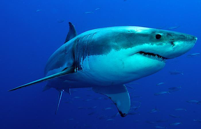 Tiburón blanco. Foto: Shutterstock