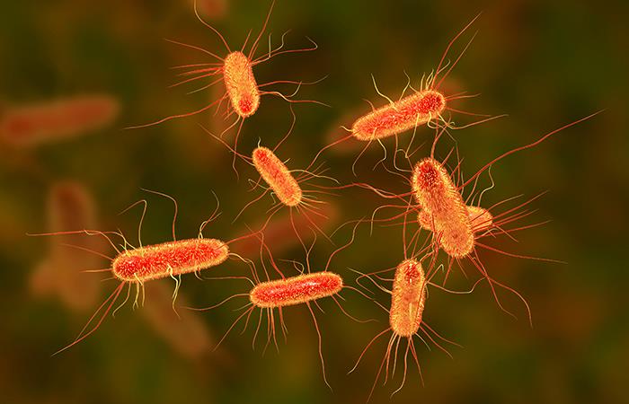 ¿Qué es lo recomendado para manejar las bacterias?. Foto: Shutterstock