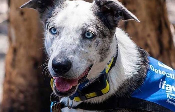 El perro fue rescatado por investigadores australianos. Foto: Twitter