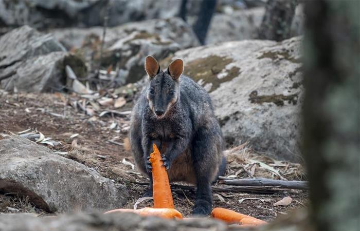 Ulabí disfruta de una zanahoria lanzada por el Gobierno australiano. Foto: EFE