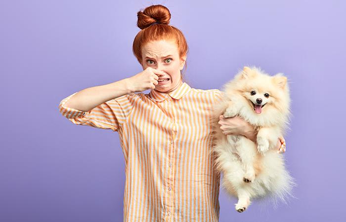 ¿Ya sabes cómo eliminar el mal olor de tu mascota?. Foto: Shutterstock