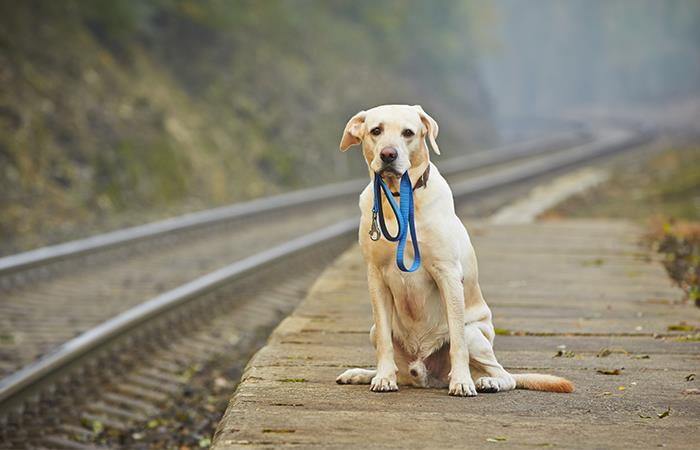 Disminuye los riesgos de pérdida de tu mascota. Foto: Shutterstock