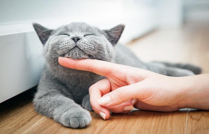 Esta es la esperanza de vida de un gato. Foto: Shutterstock