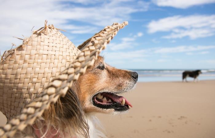 El sol puede ser el peor enemigo de tu perro. Foto: Shutterstock