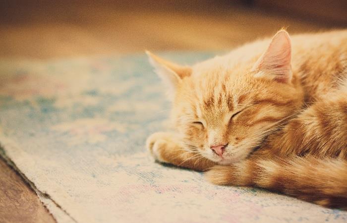 ¿Qué pasa si sueñas con gatos?. Foto: Shutterstock