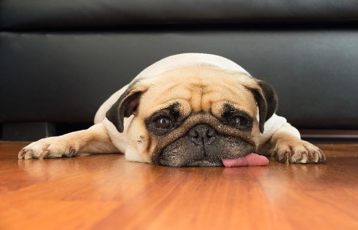 Alivia el hipo de tu perro. Foto: Shutterstock