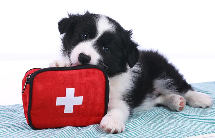 Kit de primeros auxilios para mascotas. Foto: Shutterstock