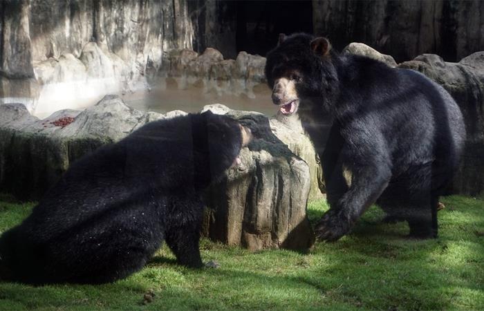 El oso ‘Chucho’ nació hace 24 años en Nariño. Foto: Twitter