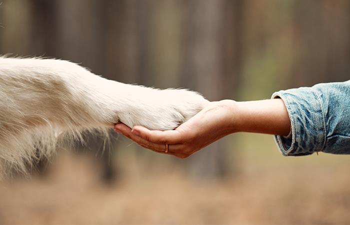 Los animales logran arrugarnos el corazón. Foto: Shutterstock