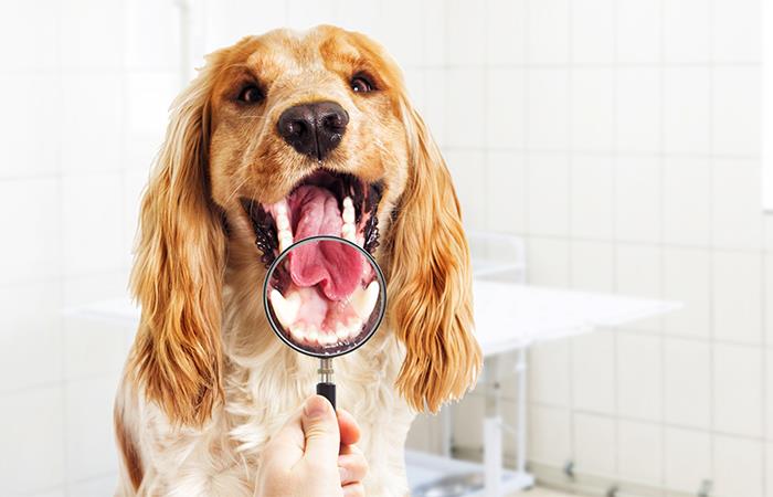 Cuida la salud dental de tu mascota. Foto: Shutterstock