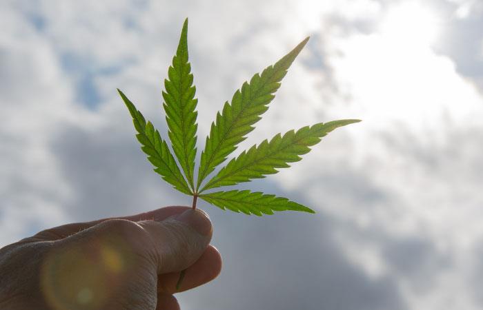 En Colombia ya hay empresas dedicadas al cultivo de cannabis. Foto: Shutterstock