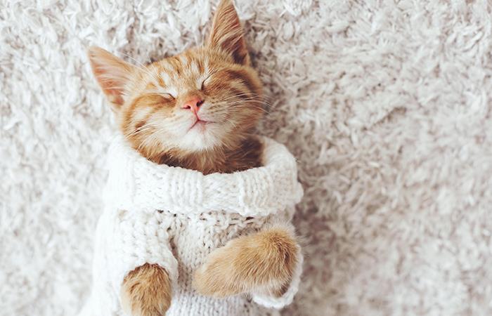 Datos curiosos que debes saber sobre los gatos. Foto: Shutterstock