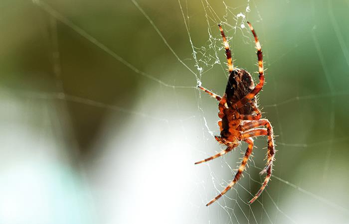 Significado de soñar con arañas. Foto: Shutterstock
