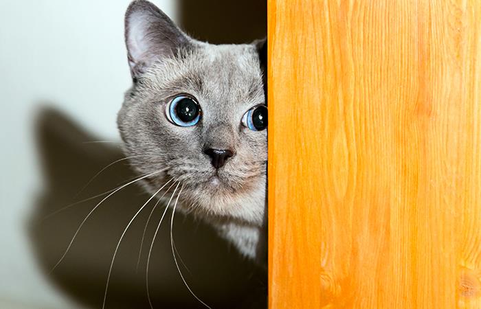 Aprende a reprender a tu gato. Foto: Shutterstock