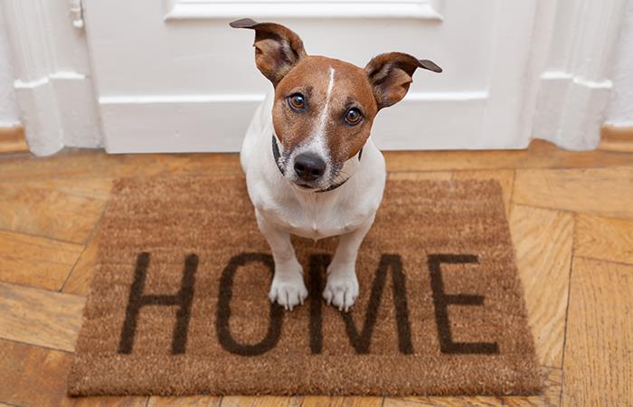 Recomendaciones para dejar a tu mascota sola en la casa. Foto: Shutterstock