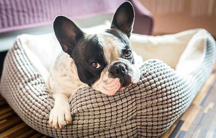 Estas son las causas de los ronquidos en los perros. Foto: Shutterstock
