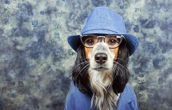 Beneficios de llevar a las mascotas al trabajo. Foto: Shutterstock
