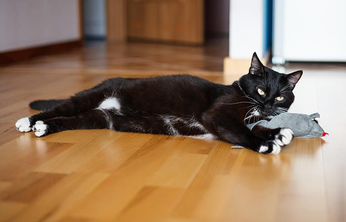 ¿Qué hacer cuando tu gato está nervioso?. Foto: Shutterstock