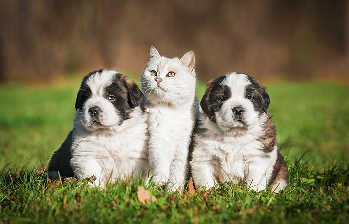Cuidados para los oídos de tu mascota. Foto: Shutterstock