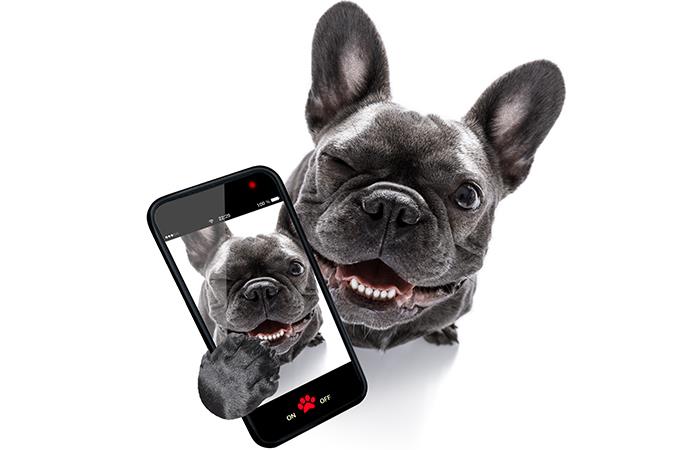 Así puedes tomar buenas fotos a tu mascota. Foto: Shutterstock