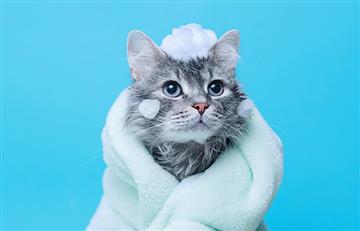 Bañar a los gatos: Conoce qué tan conveniente es hacerlo
