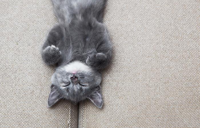 Los poderosos efectos del ronroneo de los gatos. Foto: Shutterstock