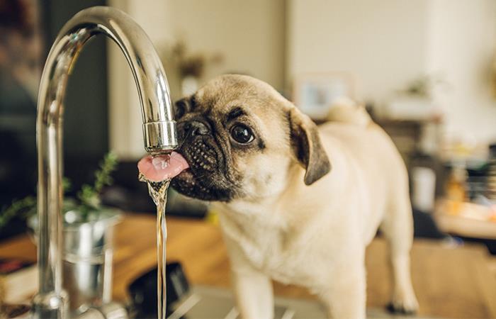El agua es indispensable para la salud de las mascotas. Foto: Shutterstock