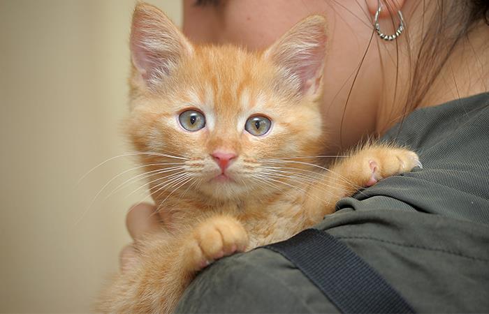 Información necesaria para adoptar un gato. Foto: Shutterstock