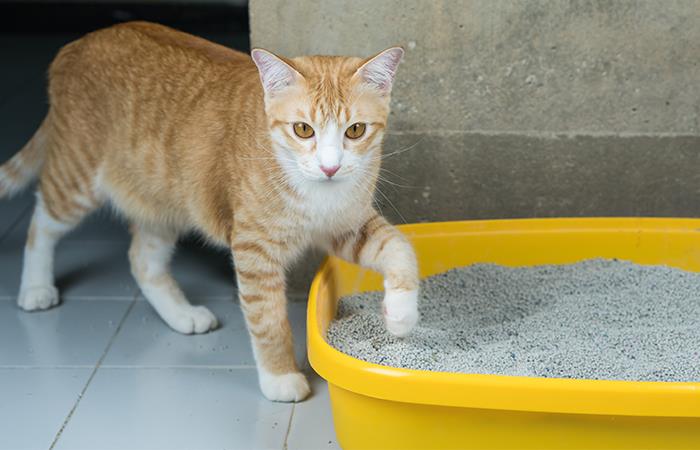 ¡Encuentra el mejor arenero para tu gato!. Foto: Shutterstock