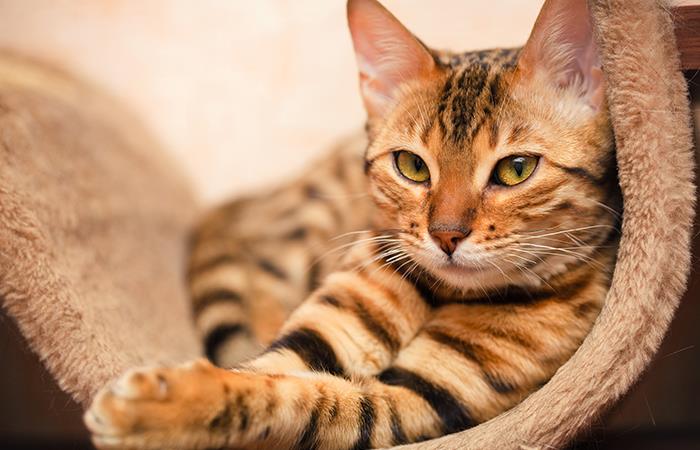 ¡Algo estás haciendo mal con tu gato!. Foto: Shutterstock