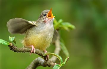 Las voces de los pájaros: Esto significa cada uno de sus cantos