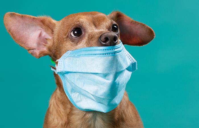 El coronavirus en perros. Foto: Shutterstock