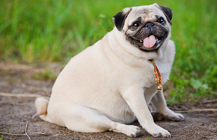 Así puedes bajar el peso de tu perro. Foto: Shutterstock