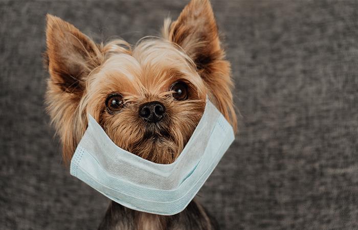 Primer caso de coronavirus en mascotas. Foto: Shutterstock