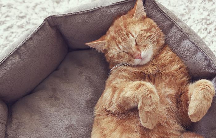 ¡Lo que debes saber sobre los gatos anaranjados!. Foto: Shutterstock