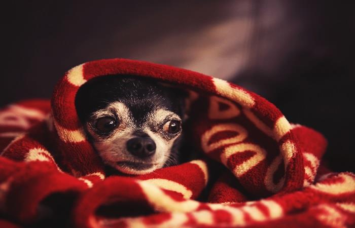 ¿Qué hacer con los nervios de tu perro?. Foto: Shutterstock