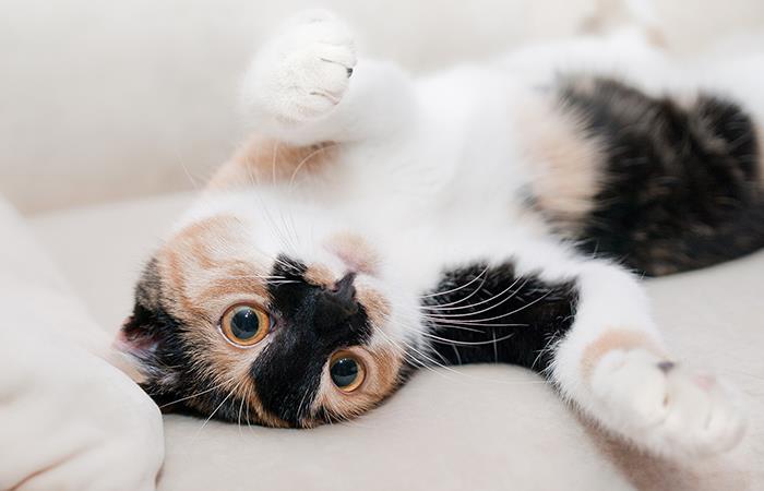 Como curar agresividad de un gato. Foto: Pixabay