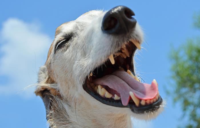 ¿Qué hacer para el mal aliento de tu perro?. Foto: Pixabay