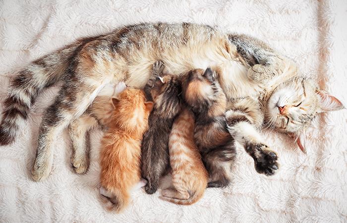 ¿Tu gata está embarazada?. Foto: Shutterstock