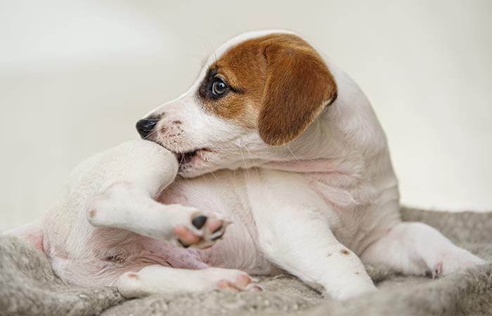 ¿Cómo tratar los problemas de piel de tu perro?. Foto: Shutterstock