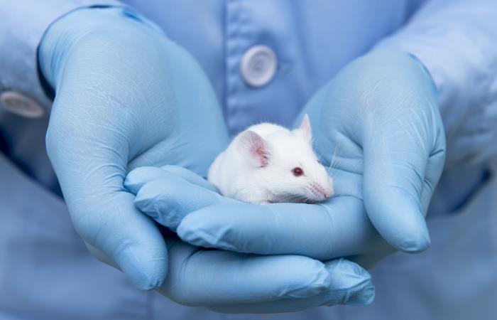 Los ratones de laboratorio podrían ser la clave para hallar una vacuna. Foto: Shutterstock