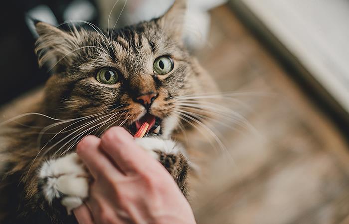 Dale la pastilla a tu gato sin problema. Foto: Shutterstock