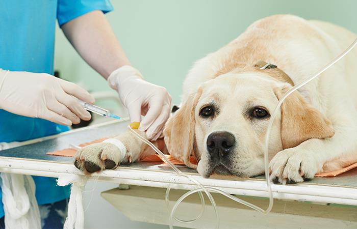 Costosos procedimientos médicos para mascotas. Foto: Shutterstock