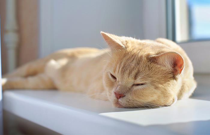 Cuida a tu gato del frío y el calor. Foto: Shutterstock