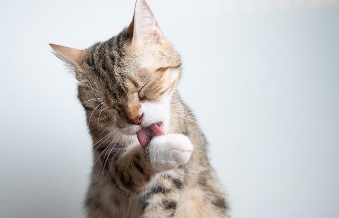 ¿Cómo se da el acné en los gatos?. Foto: Shutterstock
