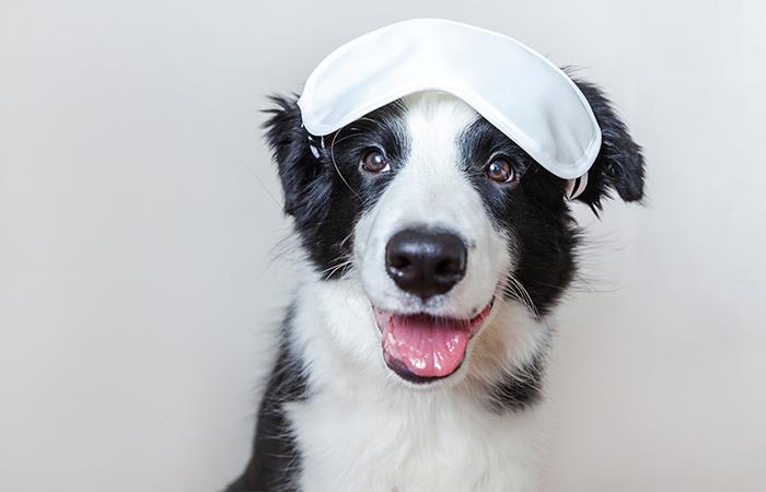 ¡Haz que tu perro deje de ladrar en la noche!. Foto: Shutterstock
