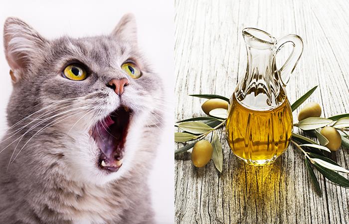 Las bondades del aceite de oliva en los gatos. Foto: Shutterstock