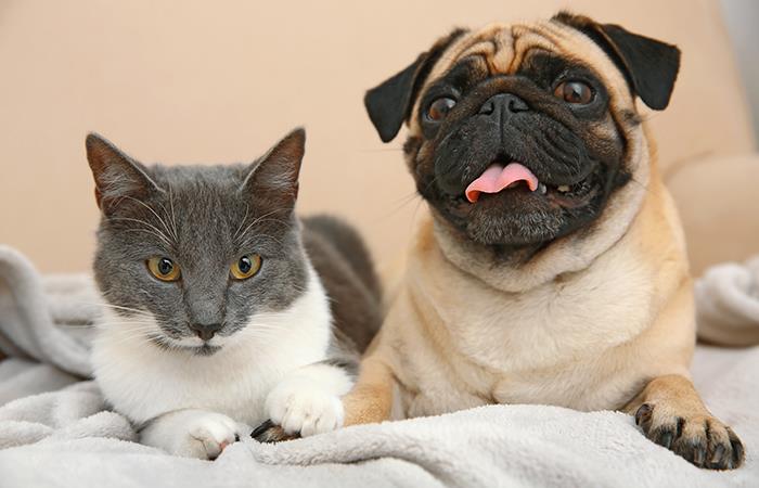 ¿Estrés por encierro en mascotas?. Foto: Shutterstock