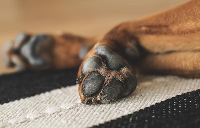 Limpiar las patas de tu mascota es vital para evitar el COVID-19. Foto: Pixabay